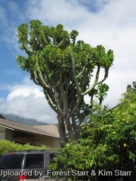 Euphorbia neriifolia