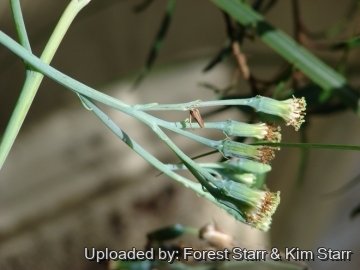Senecio talinoides subs. mandraliscae