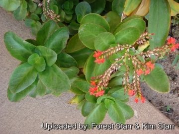 Kalanchoe blossfeldiana