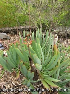Kumara plicatilis