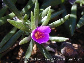 Portulaca pilosa