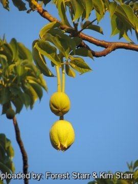 Adansonia digitata