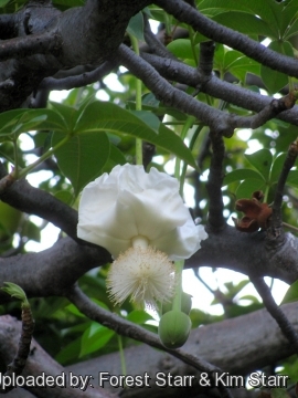 Adansonia digitata