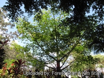 Ceiba pentandra