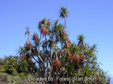 Dracaena auwahiensis