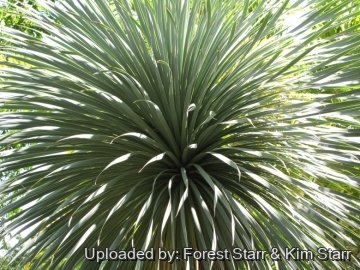 Yucca rostrata