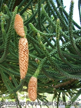 Araucaria columnaris