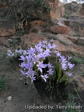 Xerophyta retinervis