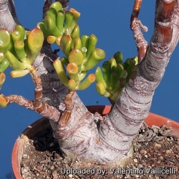 Crassula cv. Gollum