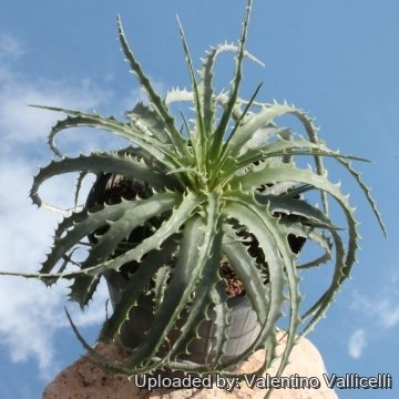 Hechtia podantha