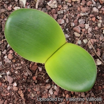 Brunsvigia bosmaniae