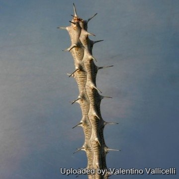 Alluaudia procera
