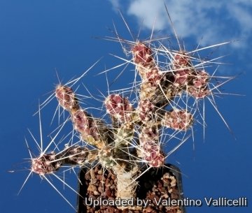 Grusonia pulchella f. tuberculosirhopalica