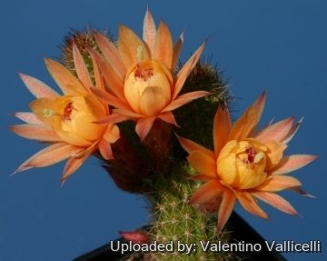 Cleistocactus cv. Hunke Klein Gelbe  tip 1