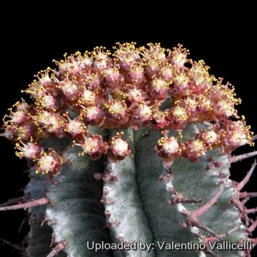 Euphorbia polygona