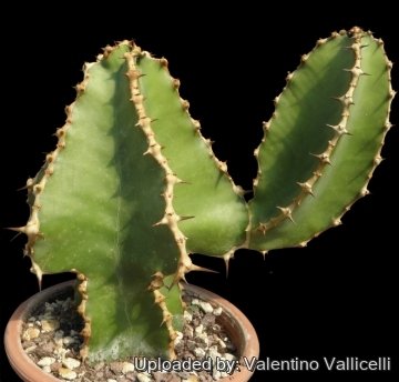 Euphorbia cooperi