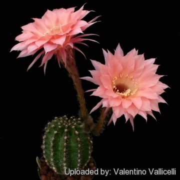 Echinopsis cv. Spring Blush