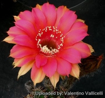 Echinopsis cv. Intrigue