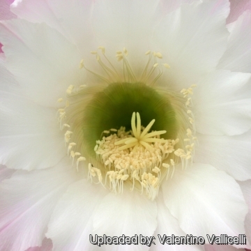 Echinopsis cv. Elegant Lady