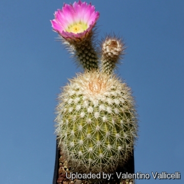 Echinocereus websterianus