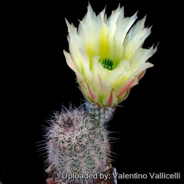 Echinocereus dasyacanthus var. rectispinus