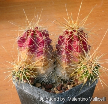 Echinocereus cinerascens