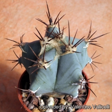 Echinocactus ingens