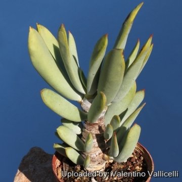 Cotyledon orbiculata var. oblonga