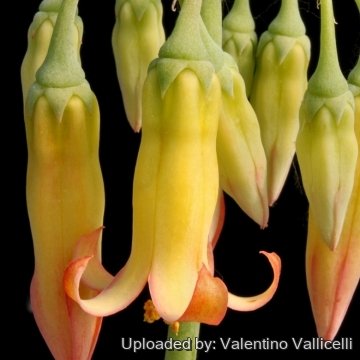 Cotyledon orbiculata var. oblonga