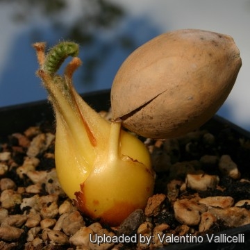 Cycas siamensis 