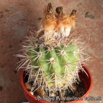 Parodia tilcarensis var. gigantea