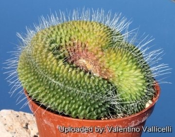 Mammillaria spinosissima cv. Un Pico cristata