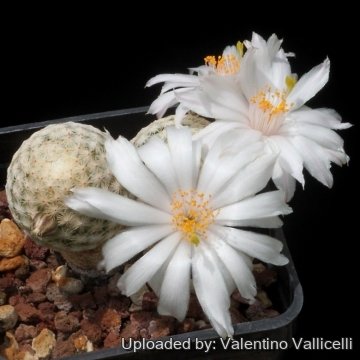 Mammillaria albiflora