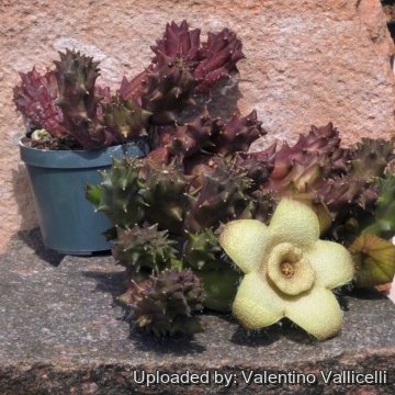 Orbea ciliata var. cristata