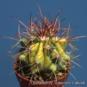 Ferocactus diguetii f. variegatus (Hybrid)