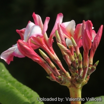 Plumeria rubra