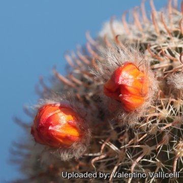 Parodia microsperma var. dichroacantha f. cristata