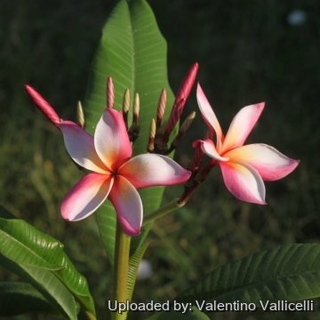 Plumeria rubra