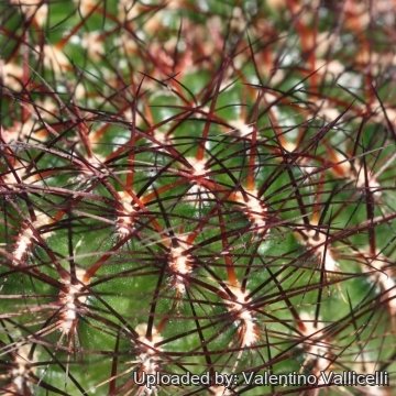 Rebutia mentosa