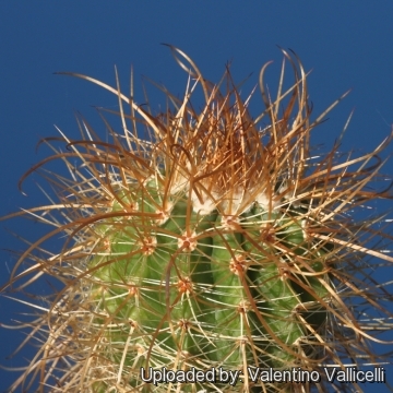 Parodia maassii