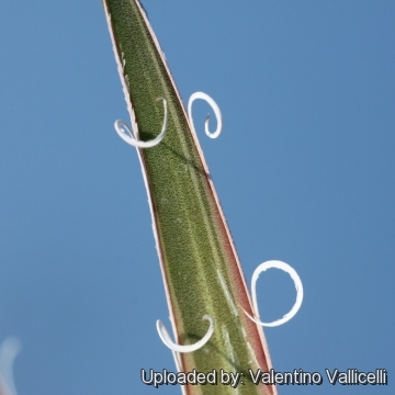 Agave х leopoldii cv. Hammer Time