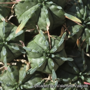 Euphorbia pulvinata cv. Nana (Dwarf form)