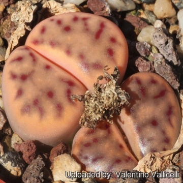 Lithops dinteri subs. multipunctata C326 65 km SE of Warmbad, Namibia