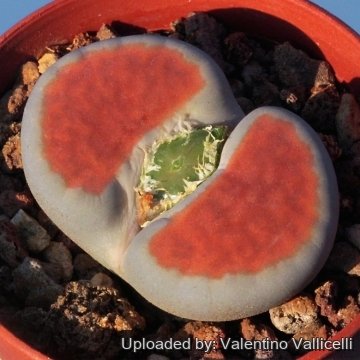 Lithops karasmontana var. lateritia