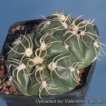 Gymnocalycium denudatum