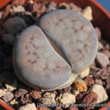 Lithops schwantesii var. marthae
