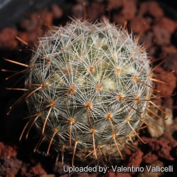 Mammillaria magallani var. hamatispina