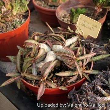 Euphorbia francoisii