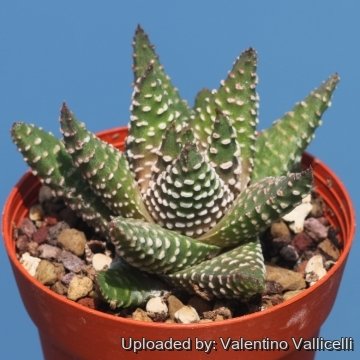 Haworthia papillosa