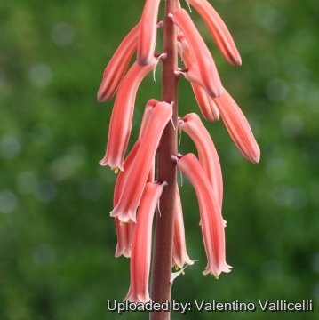 Aloe variegata